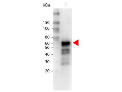 Western Blot: Goat anti-Monkey IgA Secondary Antibody [Biotin] [NBP1-73555] - Lane 1: Human IgA. Lane 2: none. Load: 50 ng per lane. Primary antibody: Biotin Monkey IgA alpha antibody at 1:1,000 for overnight at 4C. Secondary antibody: HRP Streptavidin secondary antibody at 1:40,000 for 30 min at RT. Block: incubated with blocking buffer for 30 min at RT. Predicted/Observed size: 60 kDa for Monkey IgA. Other band(s): none.
